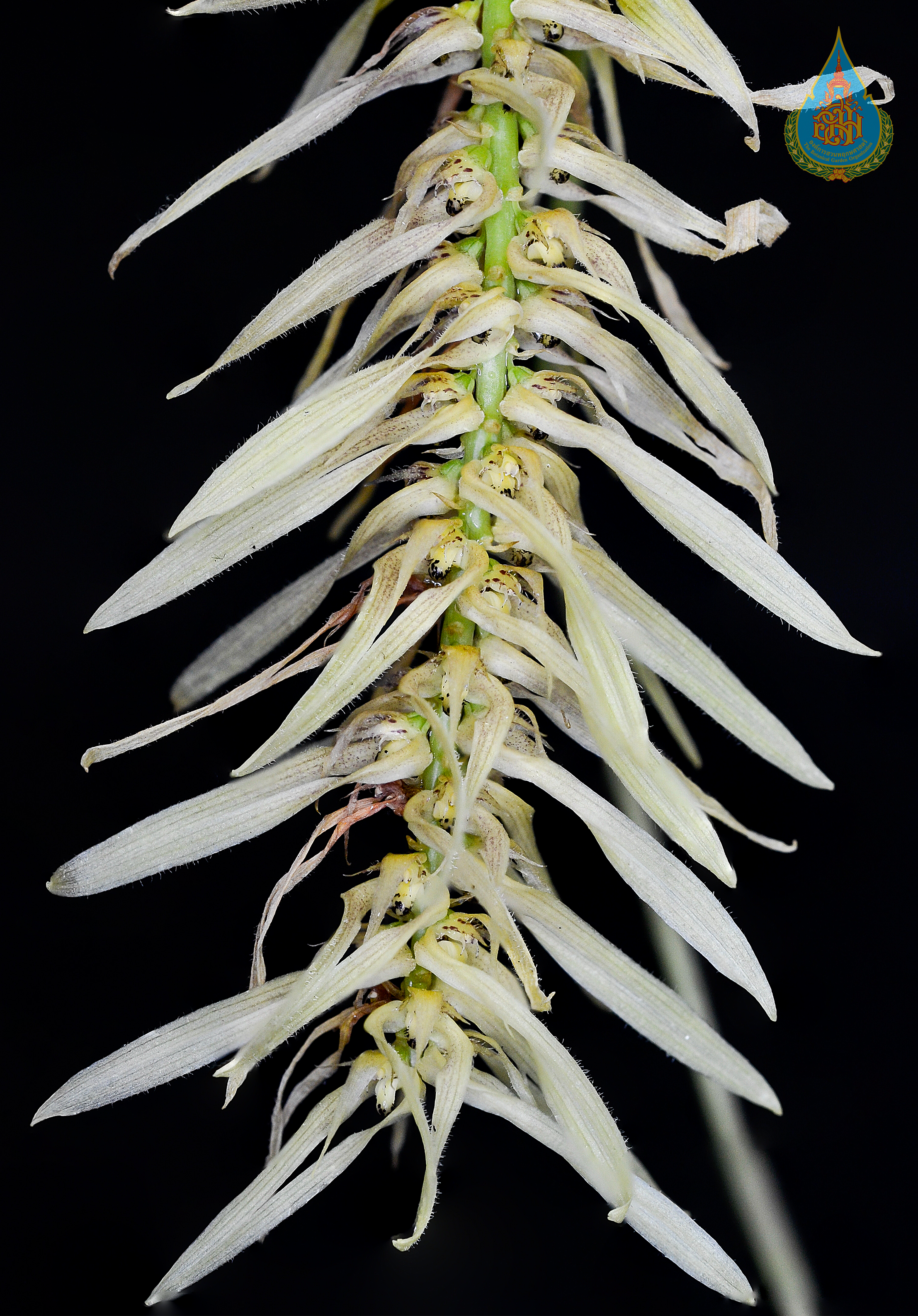 สิงโตนายสนิท Bulbophyllum sanitii Seidenf.<br/>ORCHIDACEAE